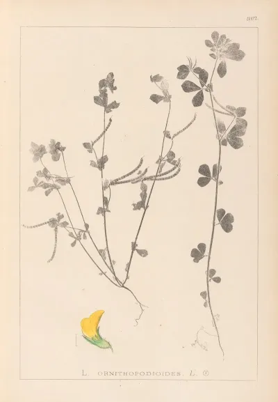 Herbier De La Flore Francaise Pl 0396