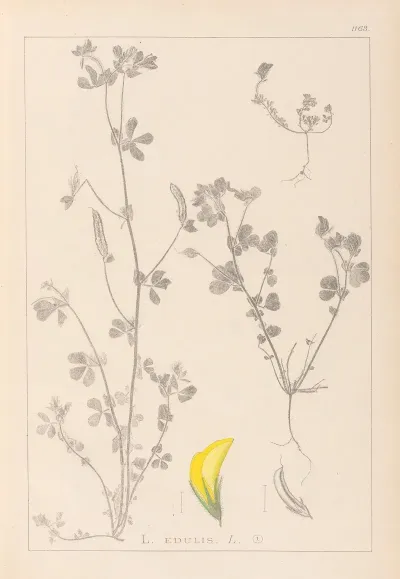 Herbier De La Flore Francaise Pl 0397