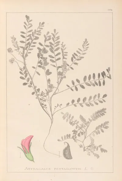 Herbier De La Flore Francaise Pl 0398