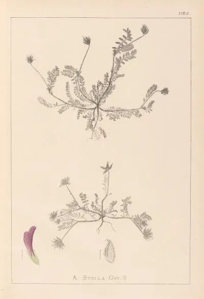 Herbier De La Flore Francaise Pl 0399