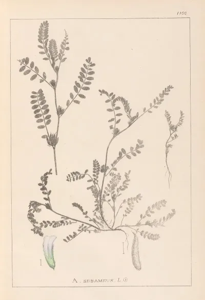 Herbier De La Flore Francaise Pl 0400