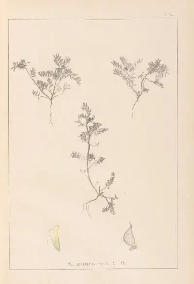 Herbier De La Flore Francaise Pl 0401