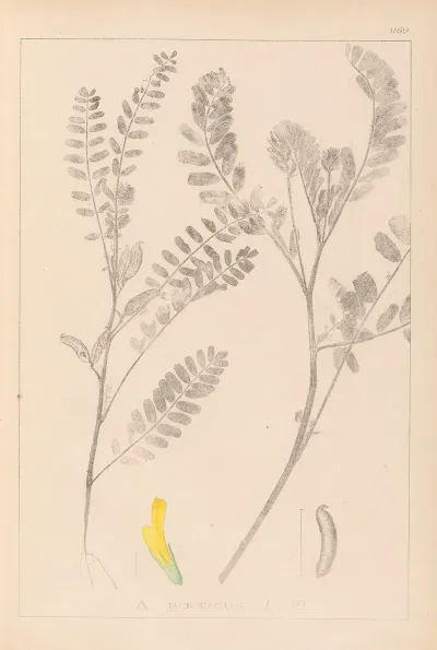 Herbier De La Flore Francaise Pl 0403