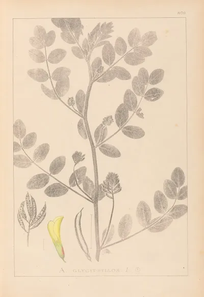 Herbier De La Flore Francaise Pl 0404
