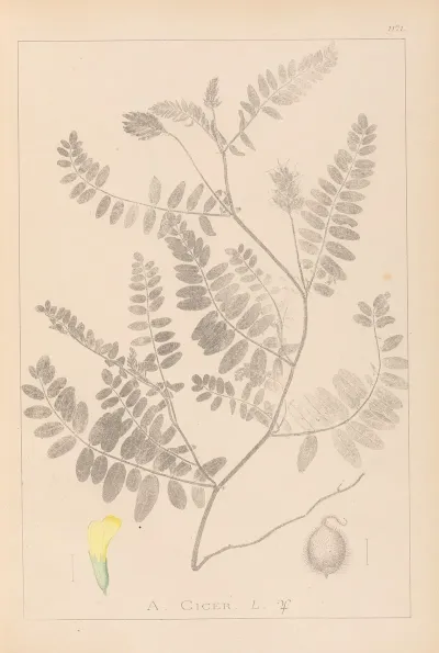 Herbier De La Flore Francaise Pl 0405