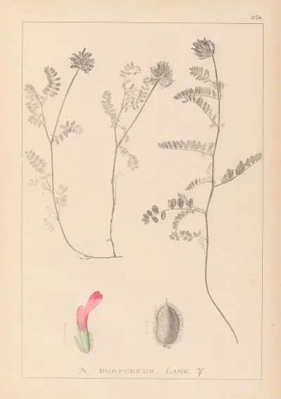 Herbier De La Flore Francaise Pl 0408