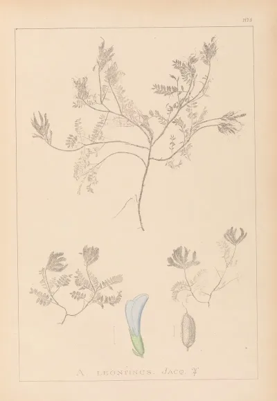 Herbier De La Flore Francaise Pl 0409