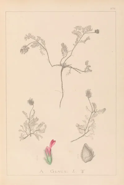 Herbier De La Flore Francaise Pl 0410