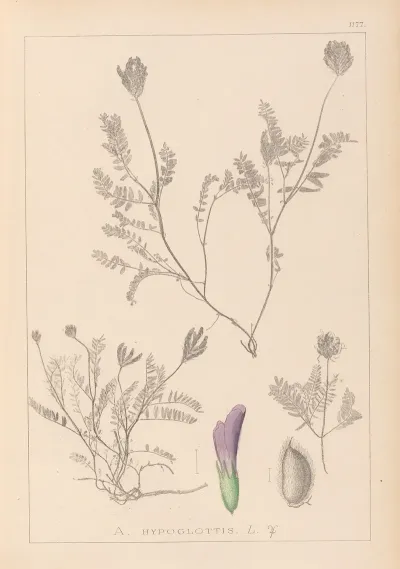 Herbier De La Flore Francaise Pl 0411