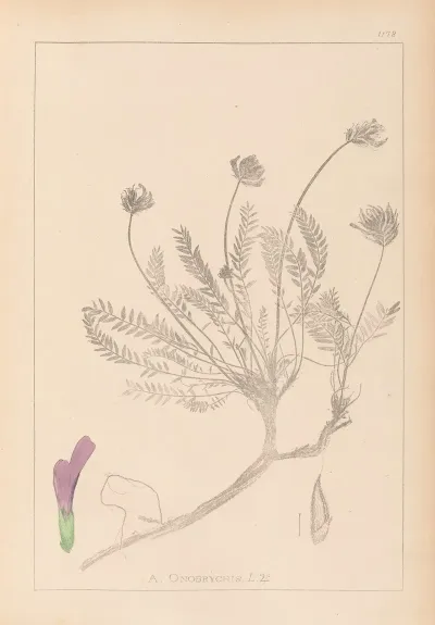 Herbier De La Flore Francaise Pl 0412
