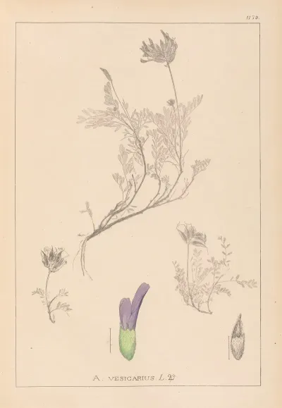 Herbier De La Flore Francaise Pl 0413