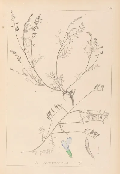 Herbier De La Flore Francaise Pl 0415