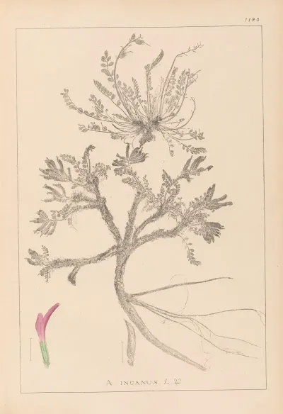 Herbier De La Flore Francaise Pl 0417