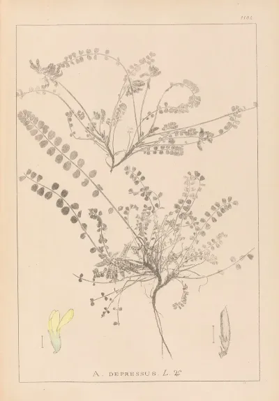 Herbier De La Flore Francaise Pl 0418