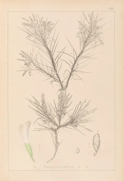 Herbier De La Flore Francaise Pl 0419