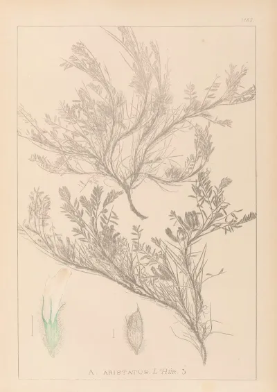Herbier De La Flore Francaise Pl 0421
