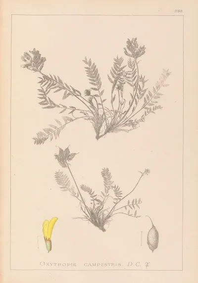 Herbier De La Flore Francaise Pl 0422