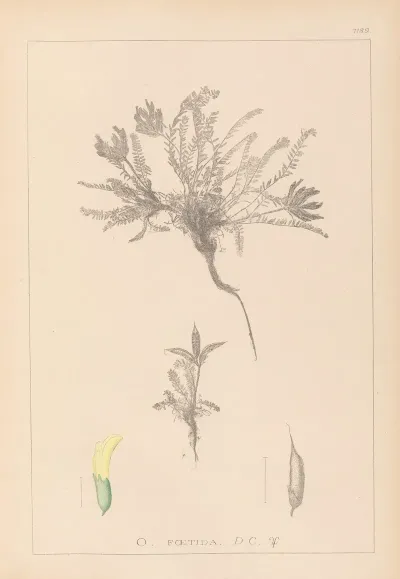 Herbier De La Flore Francaise Pl 0423