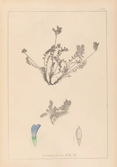 Herbier De La Flore Francaise Pl 0425