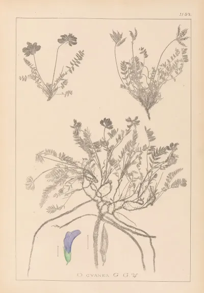 Herbier De La Flore Francaise Pl 0426