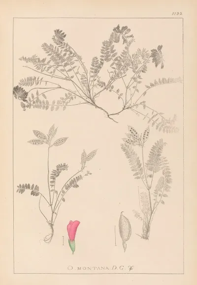 Herbier De La Flore Francaise Pl 0427