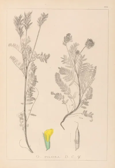 Herbier De La Flore Francaise Pl 0428