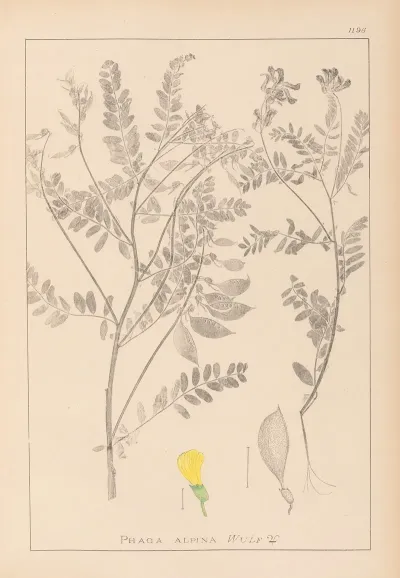 Herbier De La Flore Francaise Pl 0430