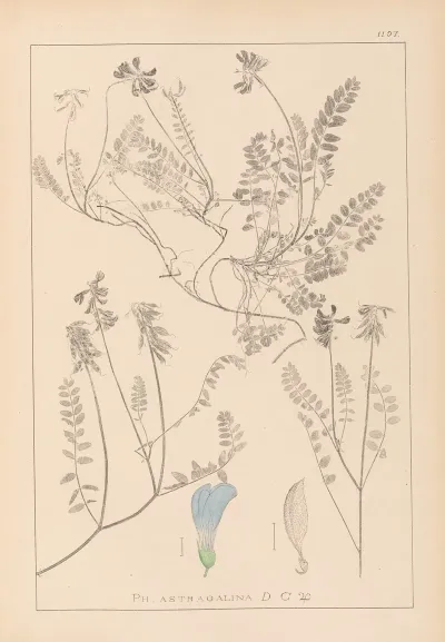 Herbier De La Flore Francaise Pl 0431