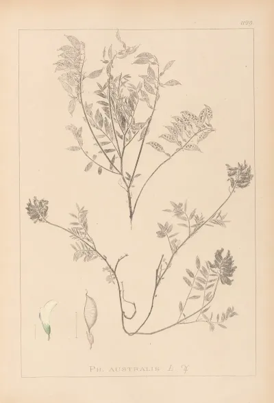 Herbier De La Flore Francaise Pl 0432