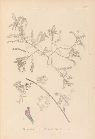 Herbier De La Flore Francaise Pl 0435