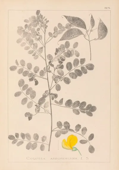 Herbier De La Flore Francaise Pl 0436