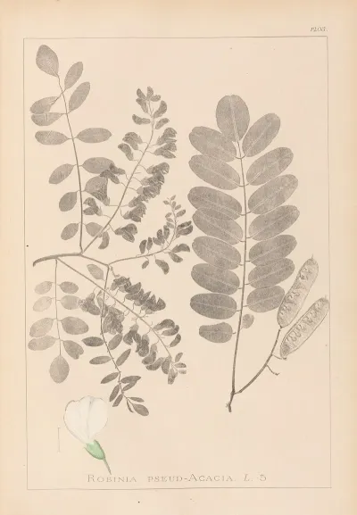 Herbier De La Flore Francaise Pl 0437