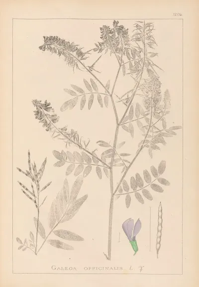 Herbier De La Flore Francaise Pl 0438