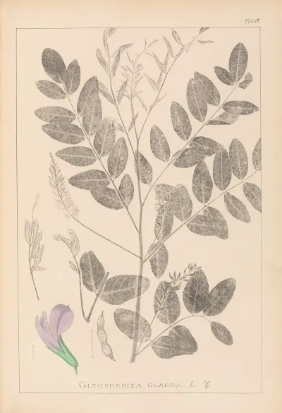 Herbier De La Flore Francaise Pl 0439