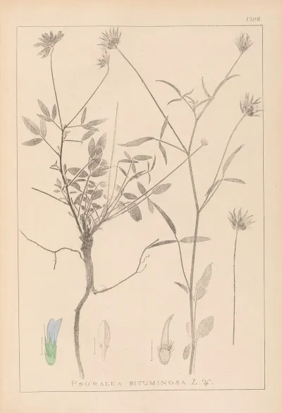 Herbier De La Flore Francaise Pl 0440