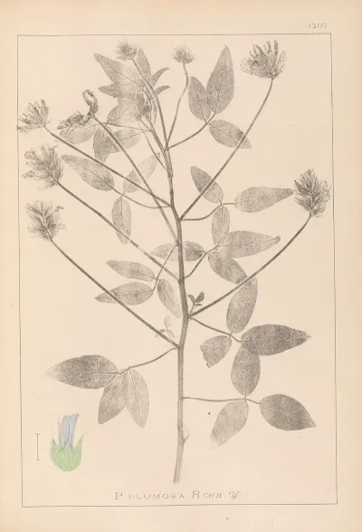 Herbier De La Flore Francaise Pl 0441