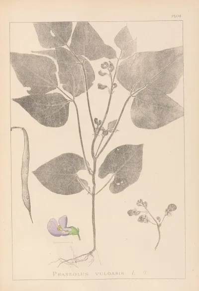 Herbier De La Flore Francaise Pl 0442