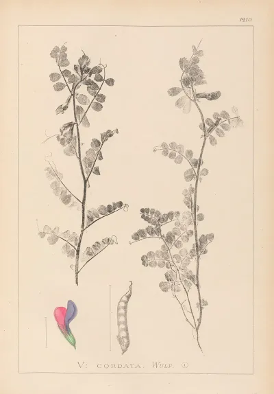 Herbier De La Flore Francaise Pl 0444