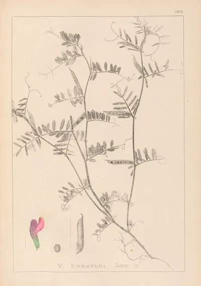 Herbier De La Flore Francaise Pl 0445