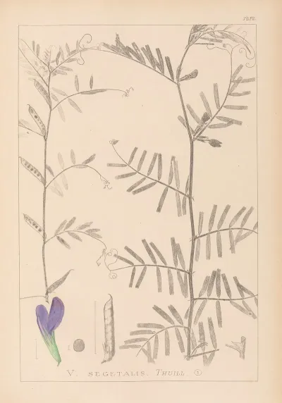 Herbier De La Flore Francaise Pl 0446