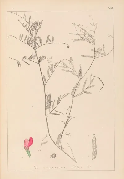 Herbier De La Flore Francaise Pl 0447