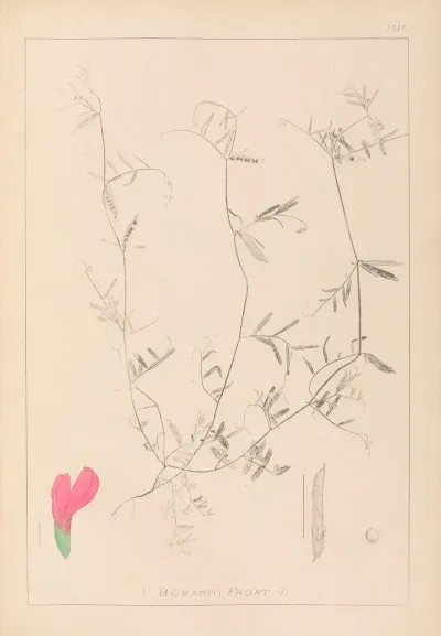Herbier De La Flore Francaise Pl 0448