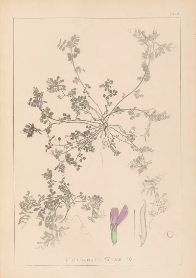 Herbier De La Flore Francaise Pl 0449