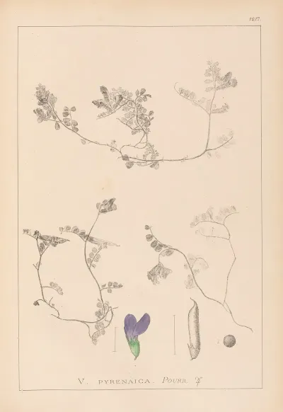 Herbier De La Flore Francaise Pl 0451