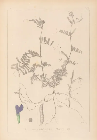 Herbier De La Flore Francaise Pl 0452