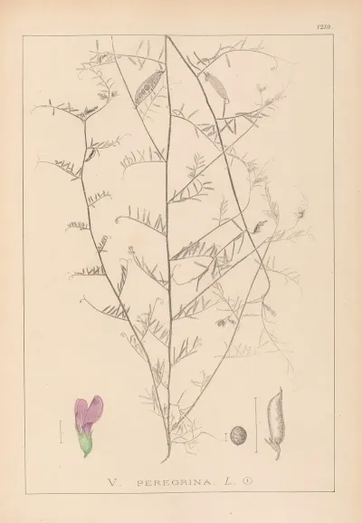 Herbier De La Flore Francaise Pl 0453
