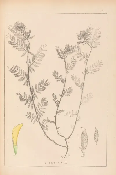 Herbier De La Flore Francaise Pl 0454