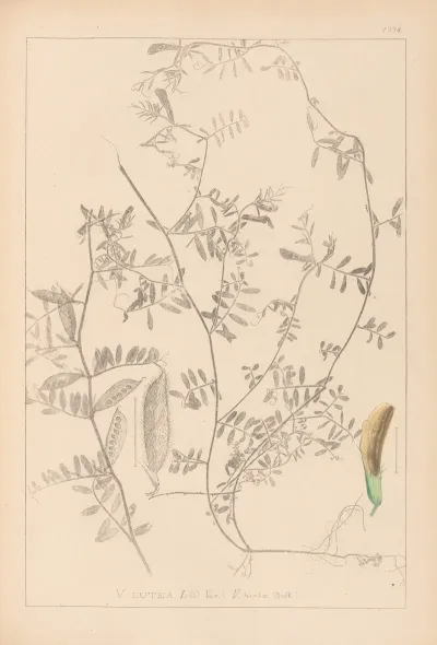 Herbier De La Flore Francaise Pl 0455