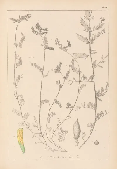 Herbier De La Flore Francaise Pl 0456