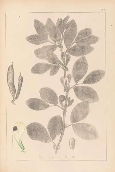 Herbier De La Flore Francaise Pl 0457